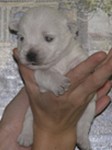Sugar Star FCI, Hodowla West Highland White Terrier, West Highland White Terriery