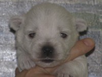 Sugar Star FCI, Hodowla West Highland White Terrier, West Highland White Terriery