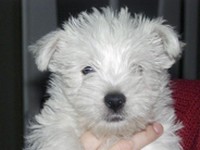 Sugar Star FCI, Hodowla West Highland White Terrier, West Highland White Terriery