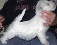 Sugar Star FCI, Hodowla West Highland White Terrier, West Highland White Terriery