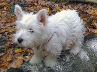 Sugar Star FCI, Hodowla West Highland White Terrier, West Highland White Terriery