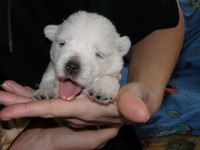 Sugar Star FCI, Hodowla West Highland White Terrier, West Highland White Terriery