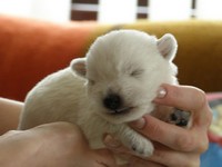 Sugar Star FCI, Hodowla West Highland White Terrier, West Highland White Terriery