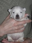 Sugar Star FCI, Hodowla West Highland White Terrier, West Highland White Terriery