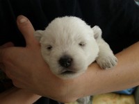 Sugar Star FCI, Hodowla West Highland White Terrier, West Highland White Terriery