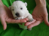 Sugar Star FCI, Hodowla West Highland White Terrier, West Highland White Terriery