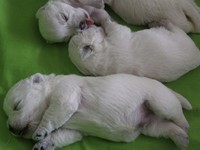 Sugar Star FCI, Hodowla West Highland White Terrier, West Highland White Terriery