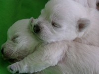 Sugar Star FCI, Hodowla West Highland White Terrier, West Highland White Terriery