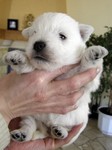 Sugar Star FCI, Hodowla West Highland White Terrier, West Highland White Terriery