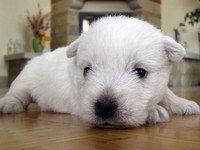 Sugar Star FCI, Hodowla West Highland White Terrier, West Highland White Terriery