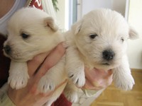 Sugar Star FCI, Hodowla West Highland White Terrier, West Highland White Terriery