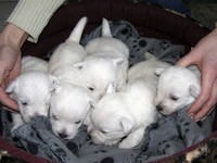 Sugar Star FCI, Hodowla West Highland White Terrier, West Highland White Terriery