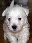 Sugar Star FCI, Hodowla West Highland White Terrier, West Highland White Terriery
