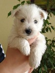 Sugar Star FCI, Hodowla West Highland White Terrier, West Highland White Terriery