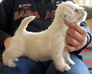 Sugar Star FCI, Hodowla West Highland White Terrier, West Highland White Terriery