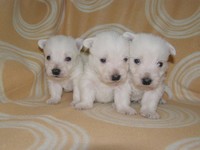Sugar Star FCI, Hodowla West Highland White Terrier, West Highland White Terriery
