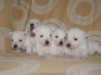 Sugar Star FCI, Hodowla West Highland White Terrier, West Highland White Terriery