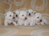 Sugar Star FCI, Hodowla West Highland White Terrier, West Highland White Terriery