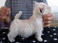 Sugar Star FCI, Hodowla West Highland White Terrier, West Highland White Terriery
