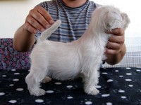 Sugar Star FCI, Hodowla West Highland White Terrier, West Highland White Terriery