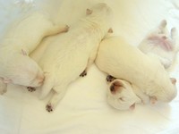 Sugar Star FCI, Hodowla West Highland White Terrier, West Highland White Terriery
