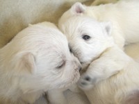 Sugar Star FCI, Hodowla West Highland White Terrier, West Highland White Terriery