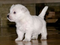 Sugar Star FCI, Hodowla West Highland White Terrier, West Highland White Terriery