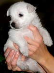 Sugar Star FCI, Hodowla West Highland White Terrier, West Highland White Terriery