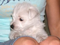 Sugar Star FCI, Hodowla West Highland White Terrier, West Highland White Terriery