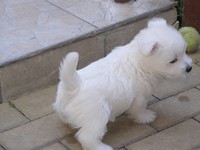 Sugar Star FCI, Hodowla West Highland White Terrier, West Highland White Terriery