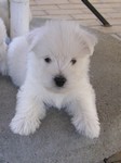 Sugar Star FCI, Hodowla West Highland White Terrier, West Highland White Terriery