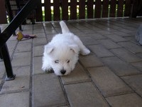 Sugar Star FCI, Hodowla West Highland White Terrier, West Highland White Terriery