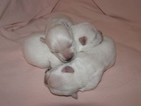 Sugar Star FCI, Hodowla West Highland White Terrier, West Highland White Terriery