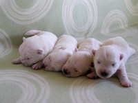 Sugar Star FCI, Hodowla West Highland White Terrier, West Highland White Terriery