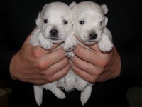 Sugar Star FCI, Hodowla West Highland White Terrier, West Highland White Terriery