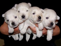 Sugar Star FCI, Hodowla West Highland White Terrier, West Highland White Terriery