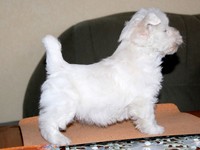 Sugar Star FCI, Hodowla West Highland White Terrier, West Highland White Terriery