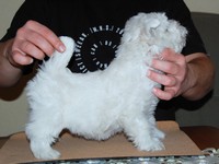 Sugar Star FCI, Hodowla West Highland White Terrier, West Highland White Terriery