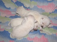 Sugar Star FCI, Hodowla West Highland White Terrier, West Highland White Terriery
