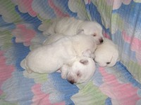 Sugar Star FCI, Hodowla West Highland White Terrier, West Highland White Terriery