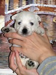 Sugar Star FCI, Hodowla West Highland White Terrier, West Highland White Terriery
