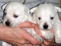 Sugar Star FCI, Hodowla West Highland White Terrier, West Highland White Terriery