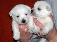Sugar Star FCI, Hodowla West Highland White Terrier, West Highland White Terriery