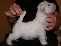 Sugar Star FCI, Hodowla West Highland White Terrier, West Highland White Terriery