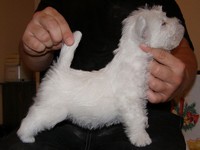 Sugar Star FCI, Hodowla West Highland White Terrier, West Highland White Terriery