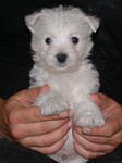 Sugar Star FCI, Hodowla West Highland White Terrier, West Highland White Terriery