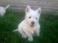 Sugar Star FCI, Hodowla West Highland White Terrier, West Highland White Terriery