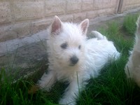 Sugar Star FCI, Hodowla West Highland White Terrier, West Highland White Terriery