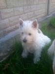 Sugar Star FCI, Hodowla West Highland White Terrier, West Highland White Terriery