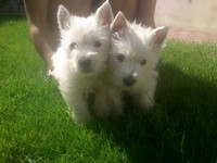 Sugar Star FCI, Hodowla West Highland White Terrier, West Highland White Terriery